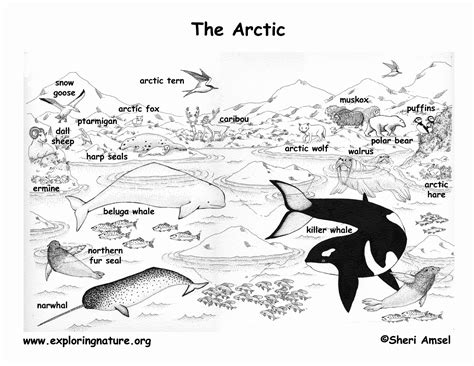 Animal Habitat Coloring Pages Luxury Arctic And The Tundra Arctic