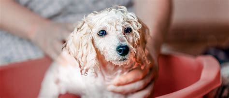 Puppy Grooming And Puppy Hygiene Tips Royal Canin Royal Canin Au