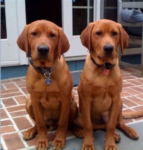 The puppies have been well socialized with children and other an… we have been raising golden retrievers for almost twenty years. Red fox Labrador retrievers | Cute Puppy Pictures ...
