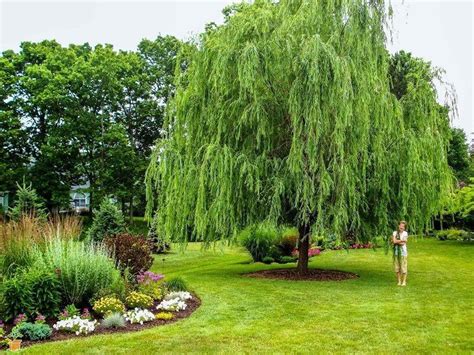 Weeping Willow Tree A True American Classic