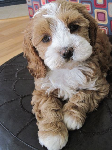 Where Is The Best Place To Buy A Cavapoo Puppy Puppies