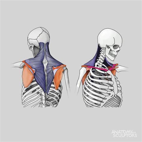 Anatoref — Anatomy Of The Back Top Image Row 2 Left By Josh Anatomy Art Anatomy