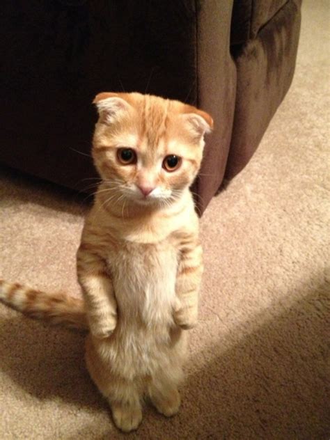 20 Funny Cats Standing Up Barnorama
