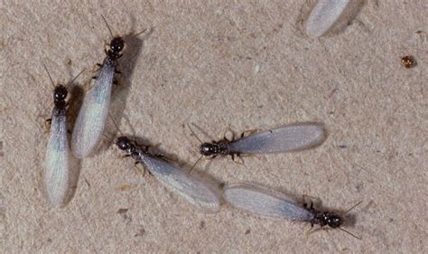 4 Bugs That Look Like Termites And How To Identify Them Lawnstarter 2022