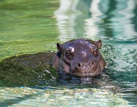 News New Pygmy Hippopotamus Arrives At Zoo Pittsburgh Zoo And Aquarium