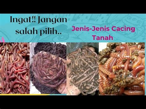 Jenis Cacing Tanah Yg Banyak Dibudidayakan Di Indonesia Youtube