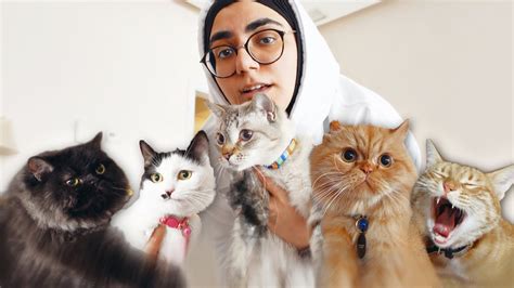 يومي مع ٥ قطط 😺 Youtube
