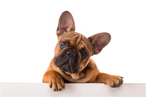 Check out our french bulldog toy selection for the very best in unique or custom, handmade pieces from our stuffed animals & plushies shops. 10 Best Dog Toys for French Bulldogs in 2020