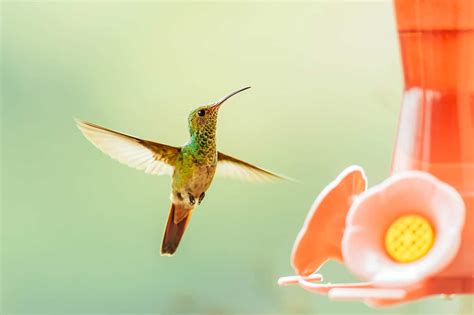 Simply Perfect Hummingbird Food Recipe Why You Should Always Make Your Own Garden Betty