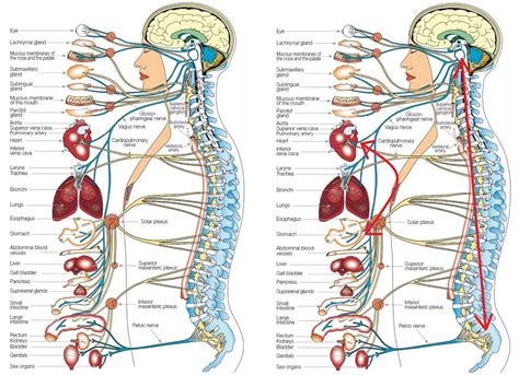 Human internal organs vector vector isolated illustration of human internal organs in female body. Diagram of Human Organs 3D and Skeleton Anatomy | 101 Diagrams
