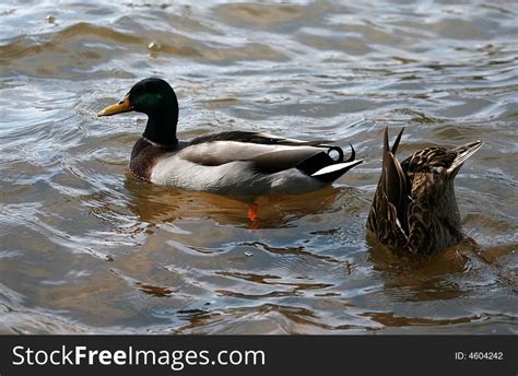 Duck Butt Free Stock Images And Photos 4604242
