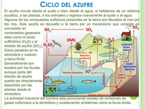 Ecología Ciclo Del Azufre
