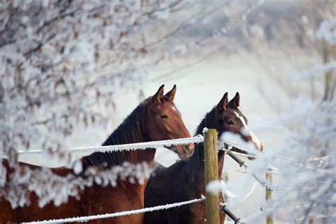 Cold Weather Horse Breeds Amazing Facts Revealed