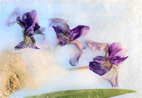 Frozen Iris Flower Stock Image Image Of Bouquet Leaf 26014129