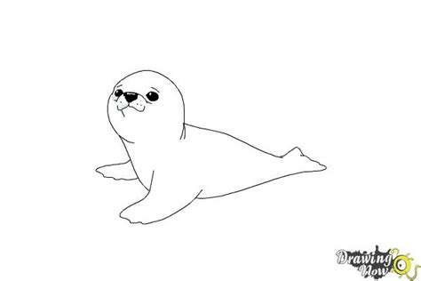 How To Draw A Baby Seal Drawingnow