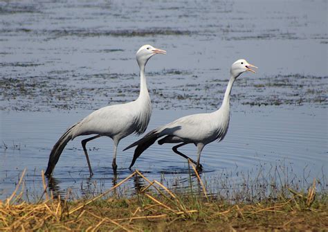 The Blue Crane South Africas National Bird Nambiti Private Game