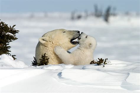 Perverse spanner filmen mit ihrer drohne in das zimmer eines mädchens und erwischen sie so in einem intimen moment. Ein intimer Moment im Familienleben der Eisbären Foto ...