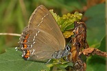 Satyrium ilicis - Catalogue of the Lepidoptera of Belgium