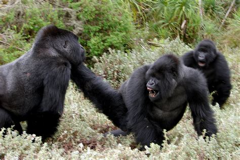 New Studies On Gorilla Stress And Fighting Dian Fossey