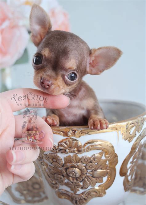 Teacup Chihuahua Puppies South Florida Teacups Puppies And Boutique