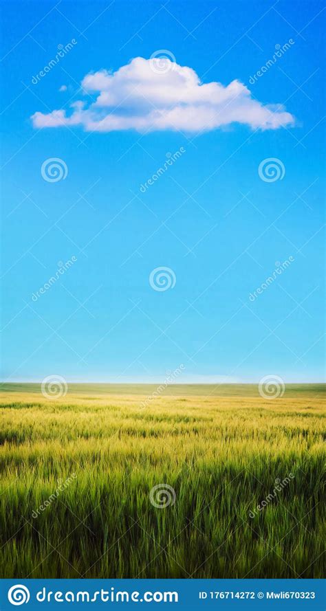 Field With Green Wheat In Ripening Period And Sky With Clouds Above The