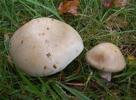 Hebeloma Sinapizans Bitter Poisonpie Mushroom