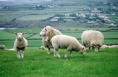 Sheep Grazing In A Pasture Photograph By Michele Burgess