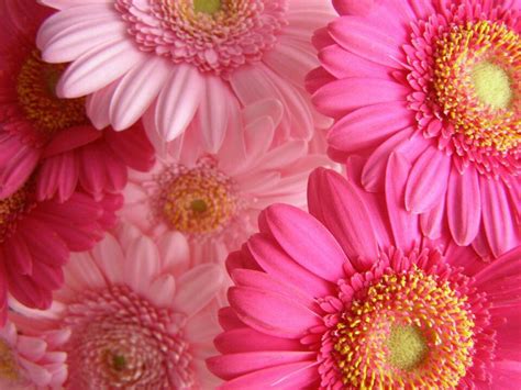 Pin By Alyssa Witt On Misc Beautiful Pink Flowers Pink Flowers