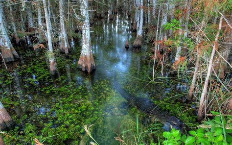 Floride Le Parc National Des Everglades Dossier