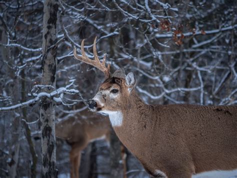 1 Antler Deer Ottawa Bryce Jackson Flickr