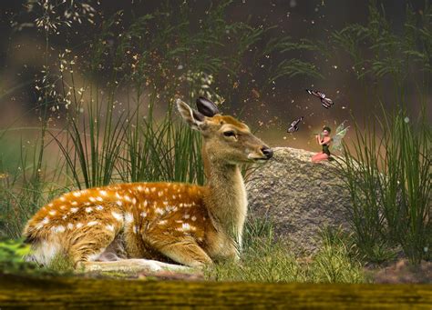 Download Roe Deer Fairy Fantasy Royalty Free Stock Illustration Image