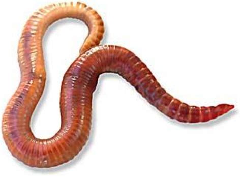 The Life Cycle And Stages Of Red Wiggler Worms Eisenia Foetida