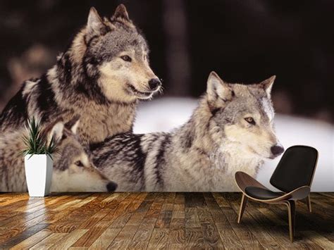 Three Gray Wolves At The Forests Edge Wall Mural Room Setting Wall