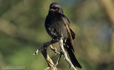 Bbc Nature Drongos Videos News And Facts