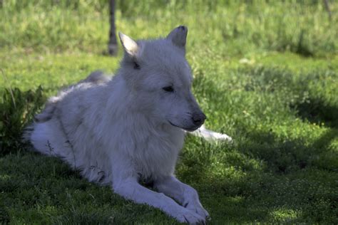 White Wolf Sitting In The Shade Image Free Stock Photo Public