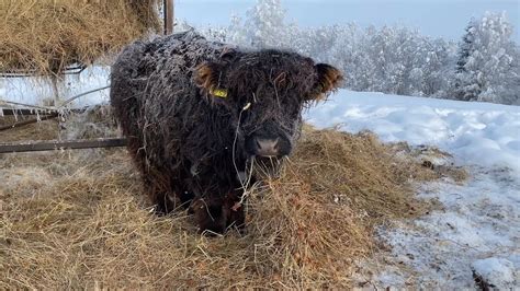 Scottish Highland Cattle In Finland Fluffy Calves With Frozen Coats