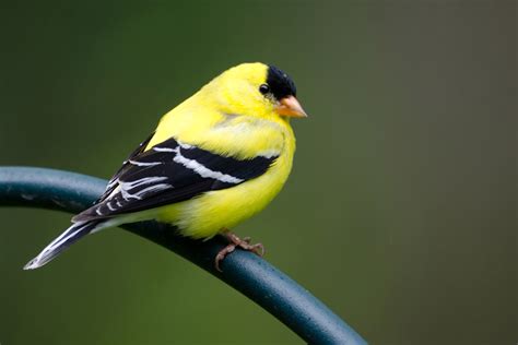 American Goldfinch Male And Female