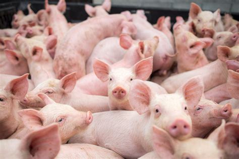 Ap Tyson Foods Idles Its Largest Pork Plant After Iowa Outbreak News