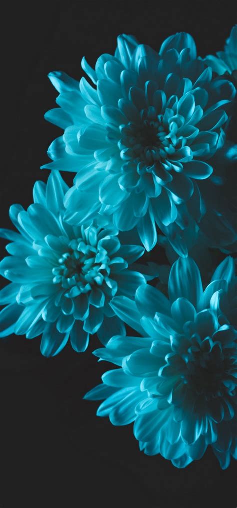 Flowers Blue Petals Wallpaper 720x1544