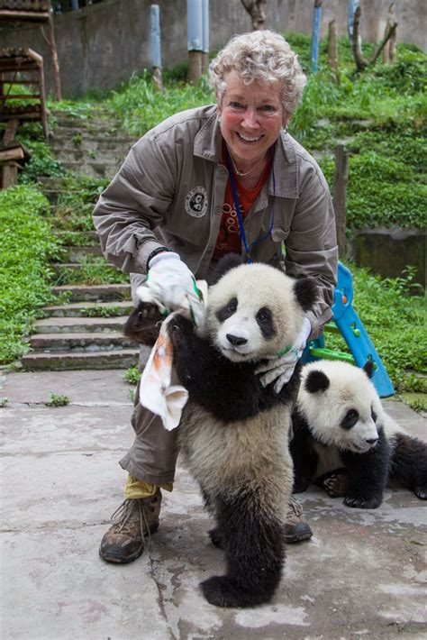 Saving Giant Pandas In China With Earthwatch Globalgiving