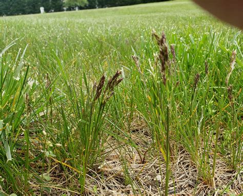 Identify Grass With Purple Seed Head Lawncare