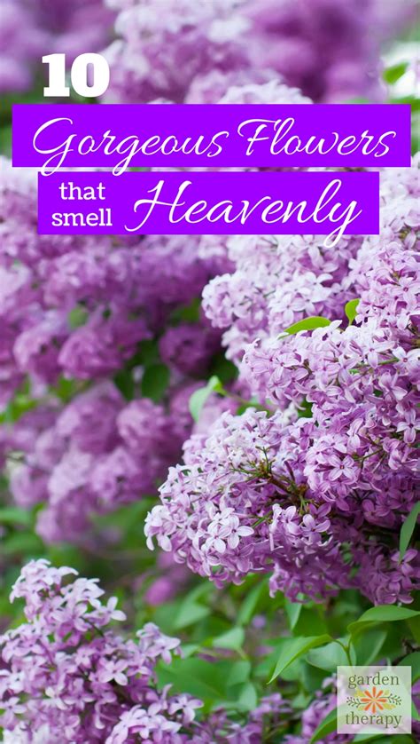 Grow These 10 Fragrant Flowers For A Heavenly Smelling