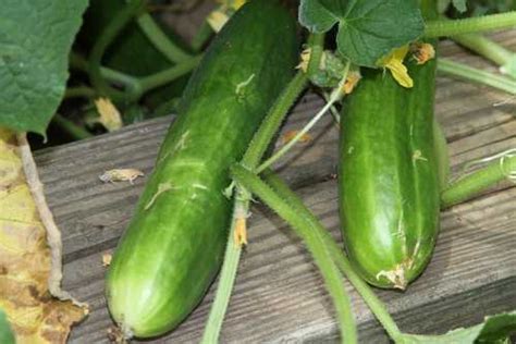 A good rule of thumb to know: How Long Does it Take for Cucumber to Grow, Seeds to ...