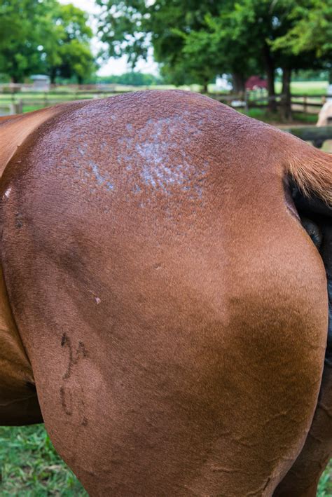 Horse Respiratory System Inflammatory Respiratory Disease The Horse