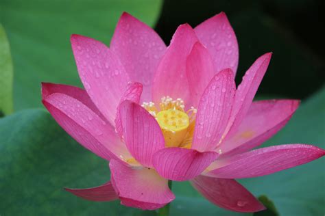 Free Images Flowers Flower Petal Flowering Plant Sacred Lotus