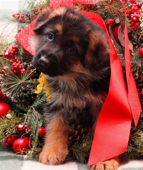 19887 Best Images About German Shepards On Pinterest