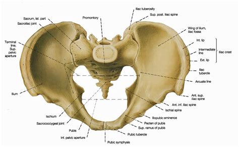 Bones Of The Pelvis Skeleton Of The Hip Anatomy Anatomy Reference