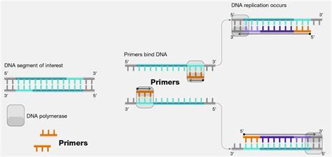 Designing Pcr Primers 6 Useful Tips • Microbe Online