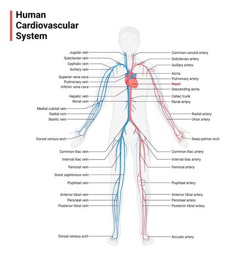 Human Cardiovascular System Organs Functions Diseases