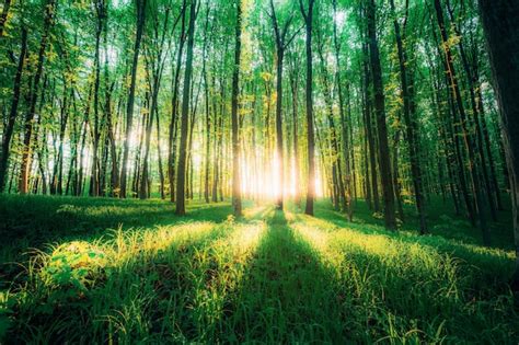 Premium Photo A Spring Forest Trees Nature Green Wood Sunlight Surfaces